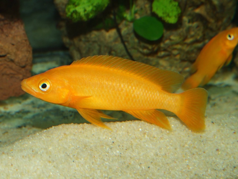 Neolamprologus leleupi
